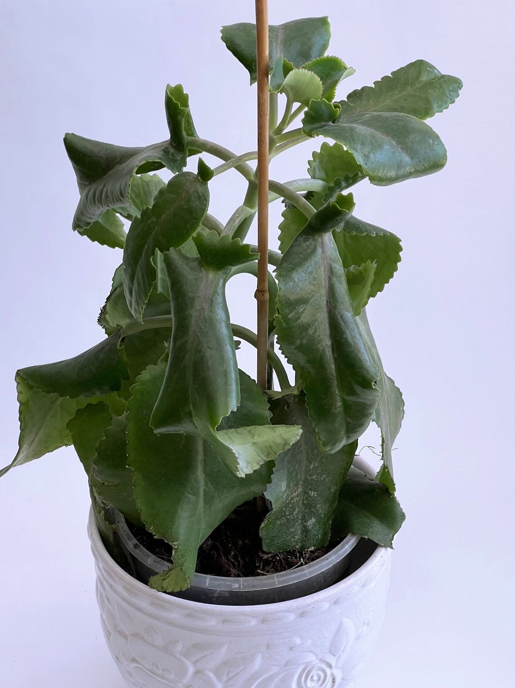 Pflanzen & Samen: Kalanchoe Brutblatt Bryophyllum**Daigremontianum***** – Neu (gemäss Beschreibung) aus Dübendorf von Orchid18
