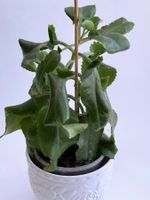 Kalanchoe Brutblatt Bryophyllum**Daigremontianum*****
