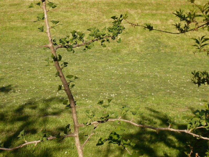 Pflanzen & Samen: Gingo-Baum – Neu (gemäss Beschreibung) aus Ruggell von Btt 2