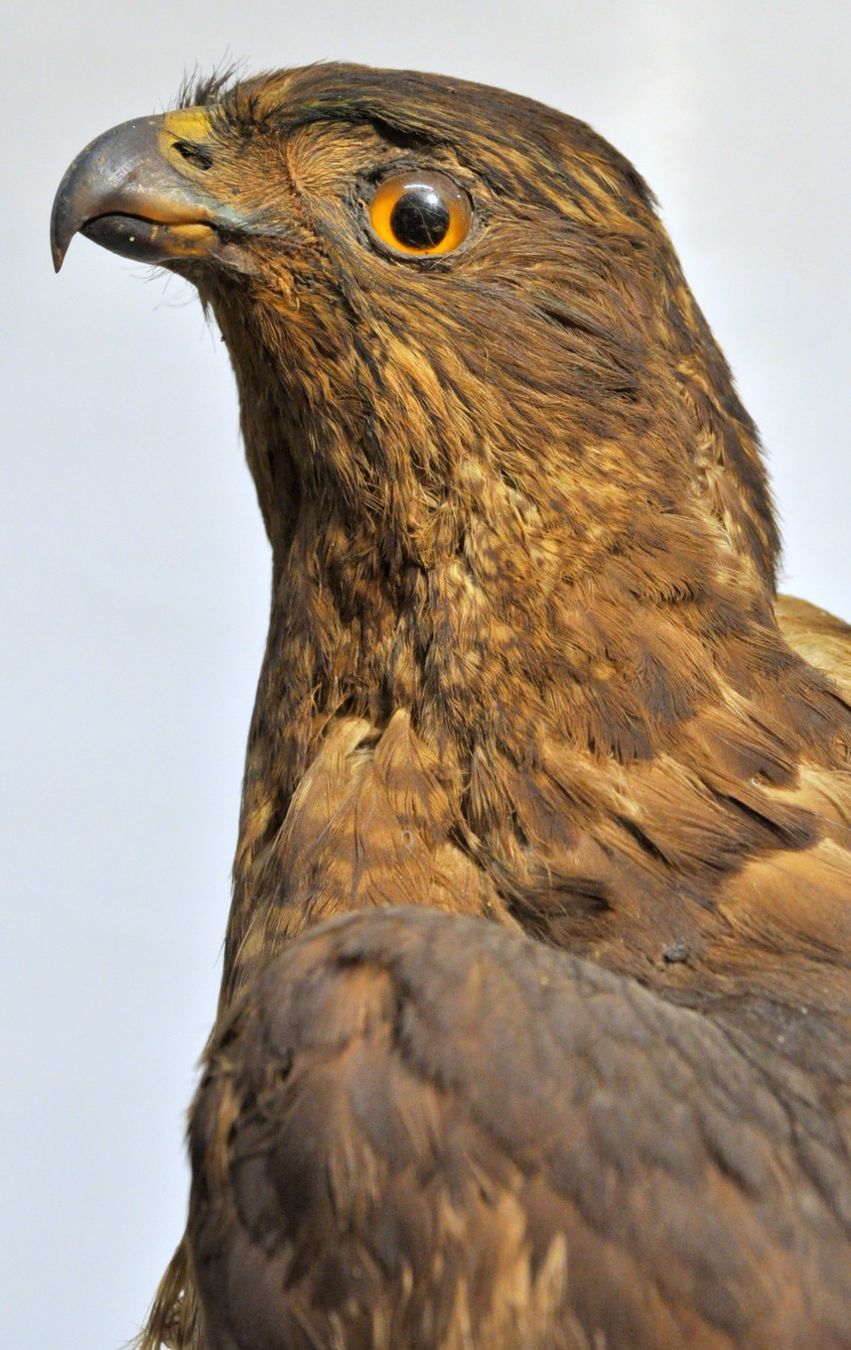 Il mondo degli animali: Rapace naturalisé – Usato da Neuchâtel venduto da Neuchatel 5