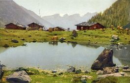Fafleralp  VS  im Lötschental   /  Kühe am See