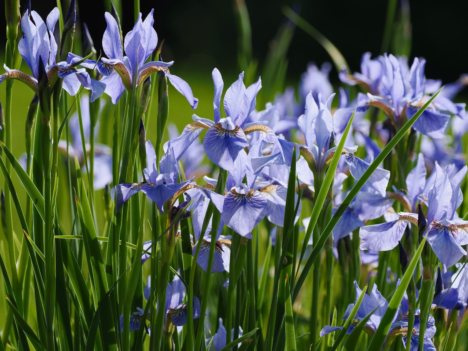 Piante & sementi: 3 blaue Sibirische Iris winterharte Gartenpflanze – Nuovo (secondo la descrizione) da Auenstein venduto da mar_8mxd