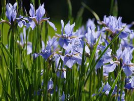 3 blaue Sibirische Iris winterharte Gartenpflanze