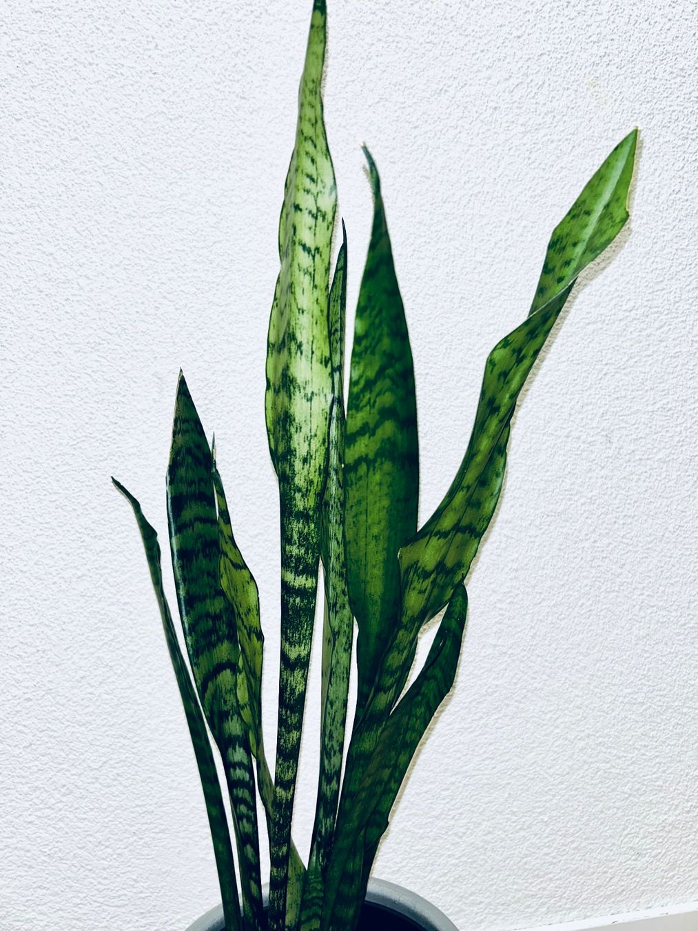 Piante & sementi: Sansevieria Zeylanica Plant 83 cm – Usato da Kilchberg ZH venduto da malibubeach 1