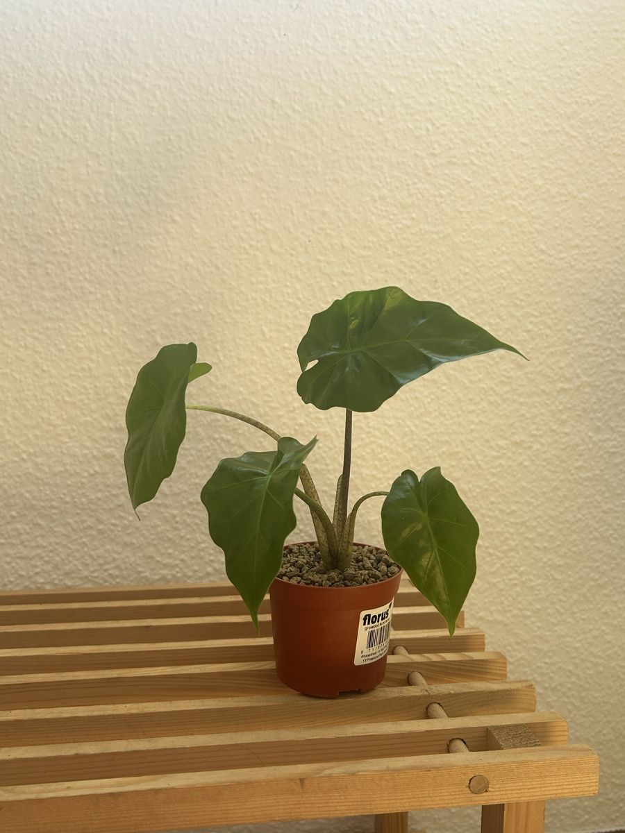 Piante & sementi: Alocasia Portodora  – Usato da Vaduz venduto da joana.macedo 2