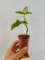 Syngonium Pink Splash – Rooted Plant 🌿🩷