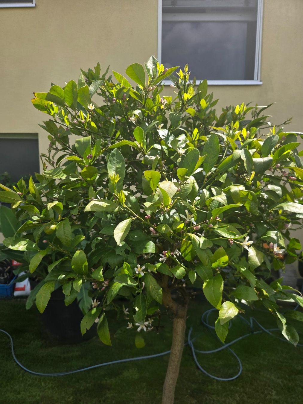 Plantes & graines: zitrus mandarine baum 1m80 mit blüte – D'occasion à Unterlunkhofen par tomnova 2