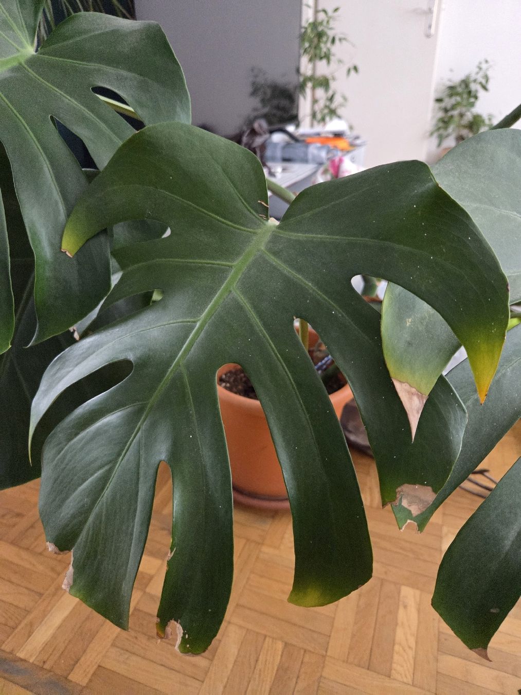 Piante & sementi: Monstera – Usato da Zürich venduto da Shiva79 5