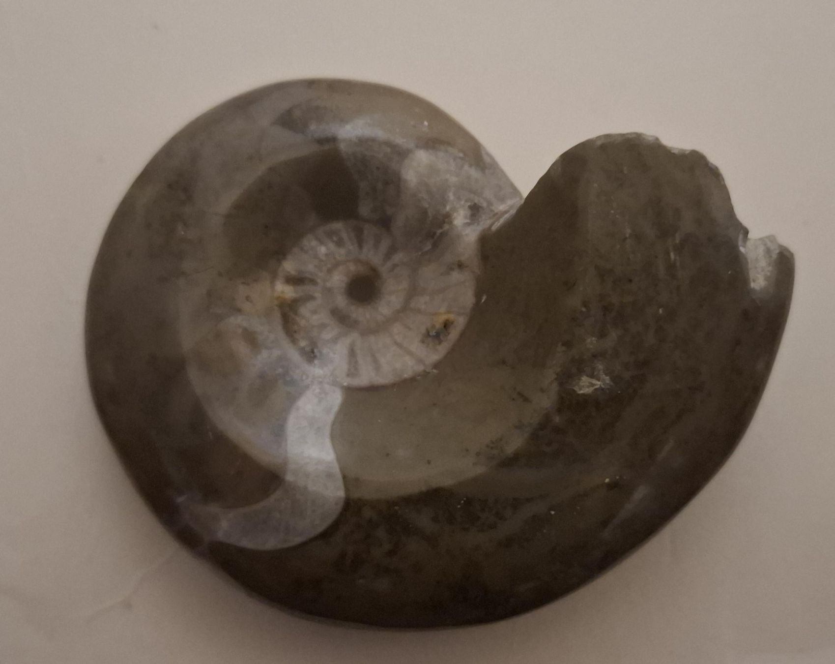 Fossiles: Fossil Ammonit – D'occasion à Uerikon par Kri0 1