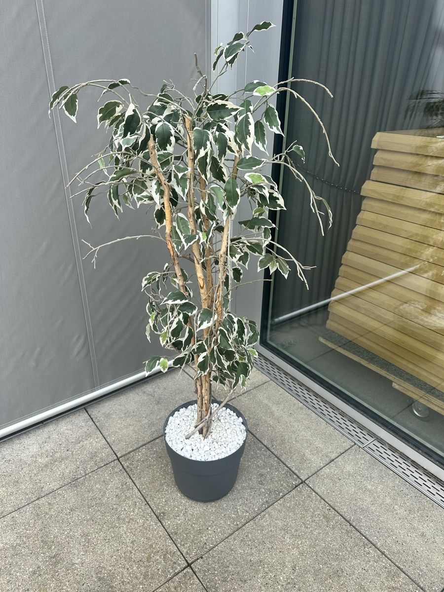 cotoneaster microphyllus bonsai Thyme Leaf Cotoneaster