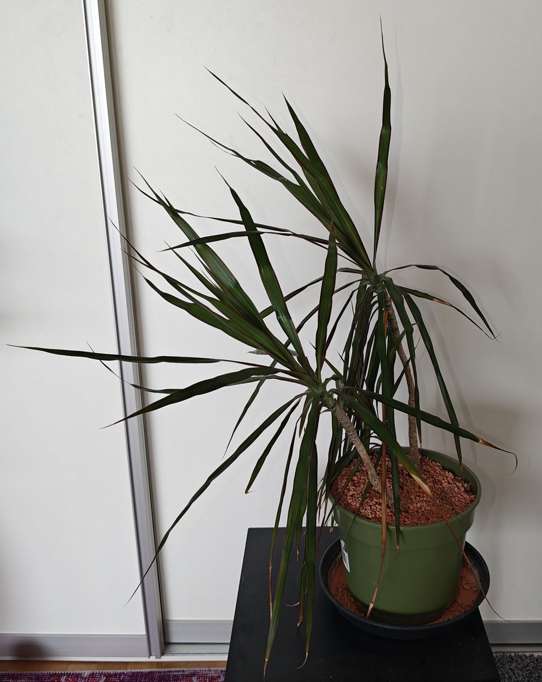 Pflanzen & Samen: Dracaena Marginata / Drachenbaum Zimmerpflanze – Gebraucht aus Basel von jos_2z5q 1