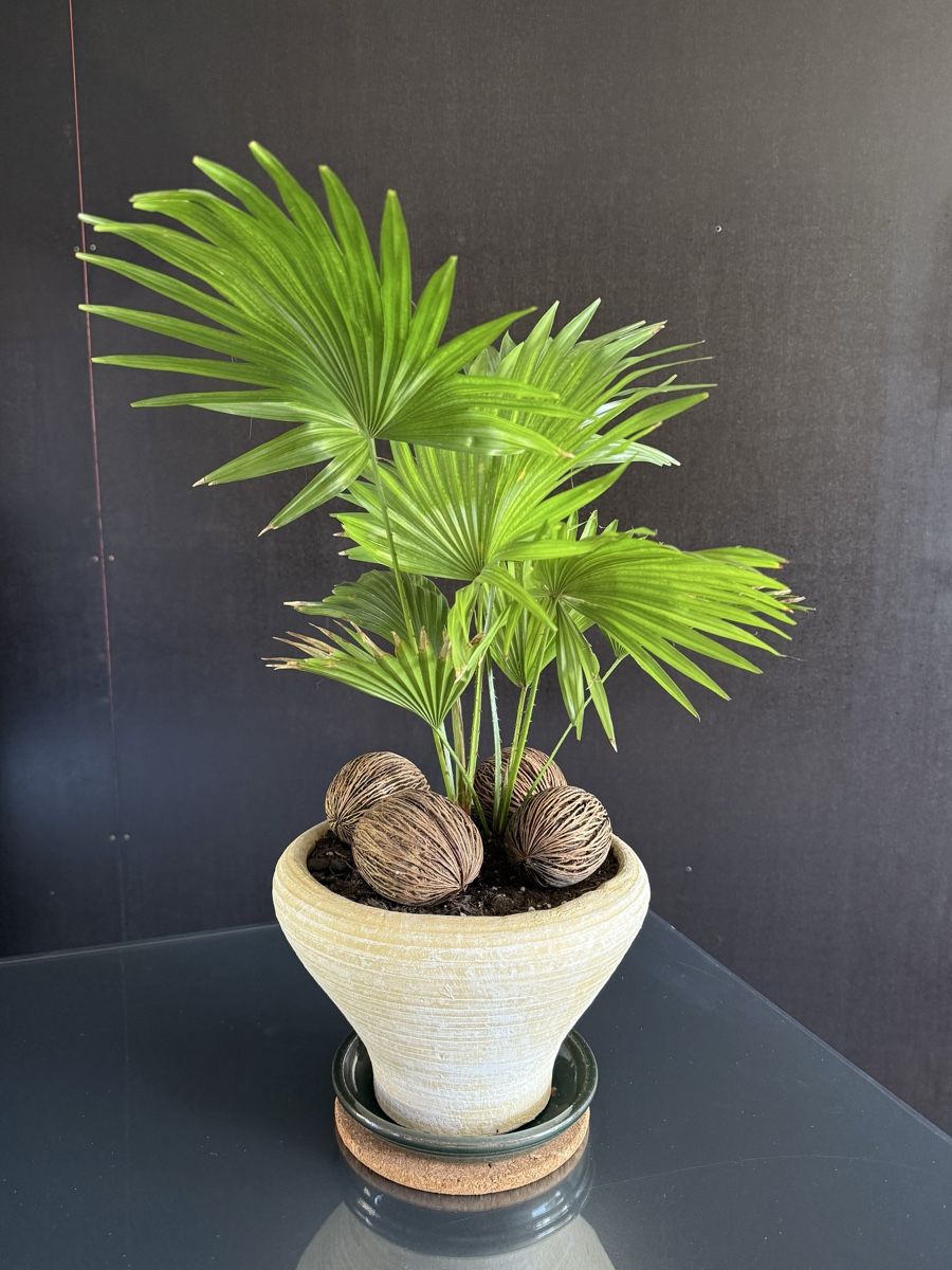 Piante & sementi: Livistona rotundifolia – Usato da Bern venduto da LM08