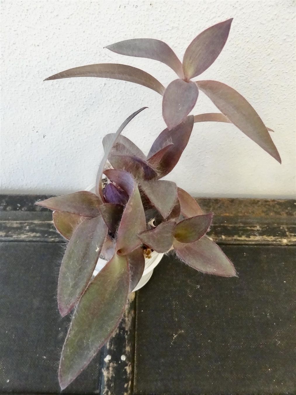 Piante & sementi: Mexikanische Dreimasterblume violett – Nuovo e nell'imballaggio originale da Kerzers venduto da zimmergruen 4