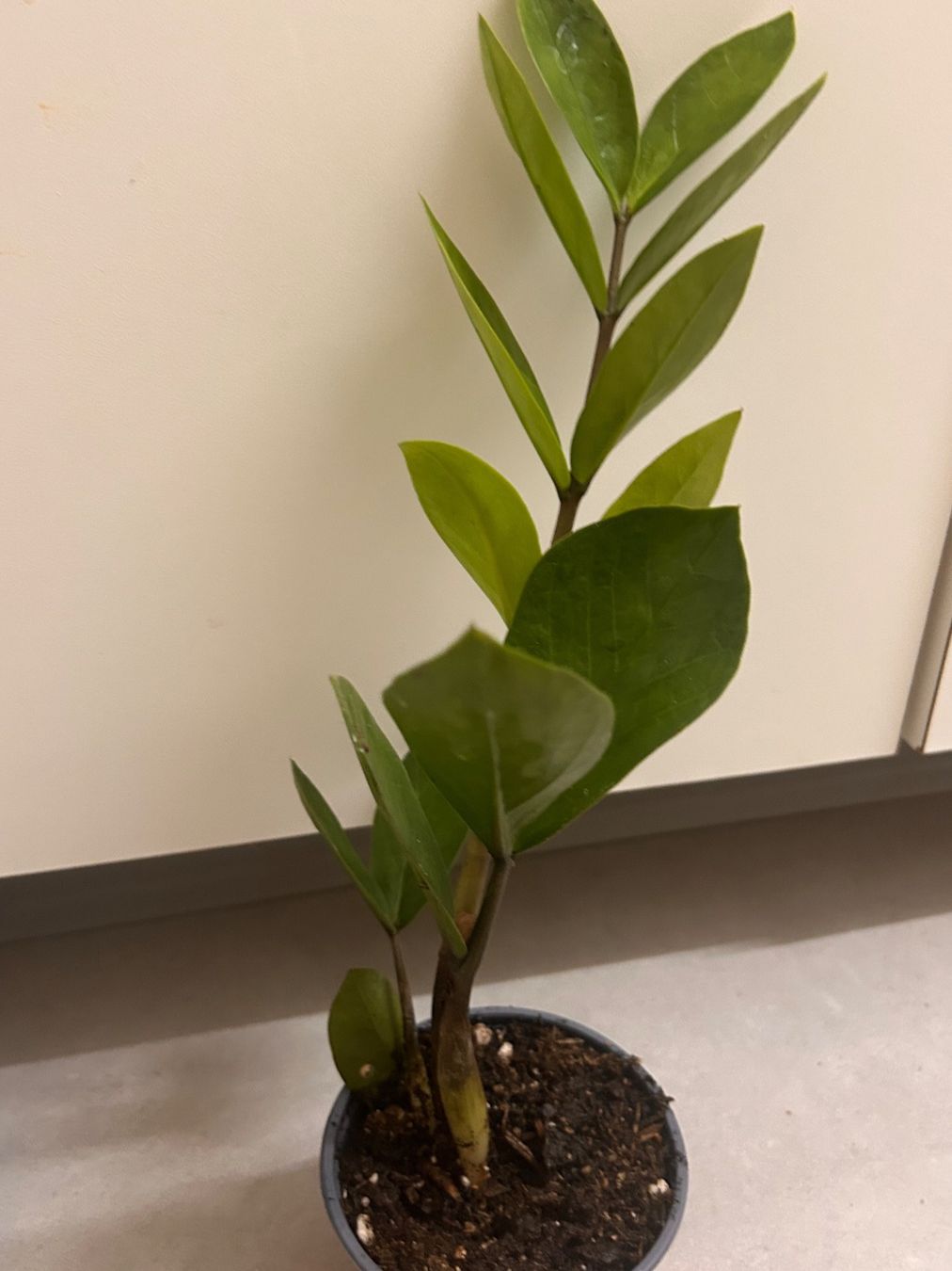 Plantes & graines: Glücksfeder 🌱 – D'occasion à Zürich par -Pflaenzlilade