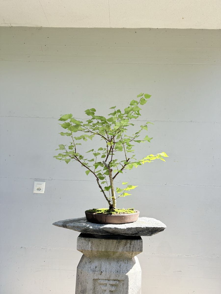firma bonsai 44 Year Old Shindeshojo Japanese Maple Specimen Bonsai Tree main image 1