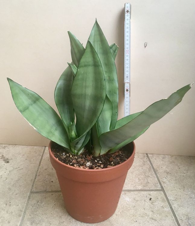 Sansevieria Trifasciata Moonshine Kaufen Auf Ricardo 