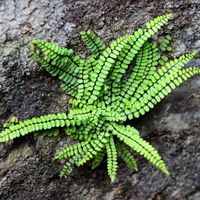 Fougère Asplenium trichomanes   3 plants