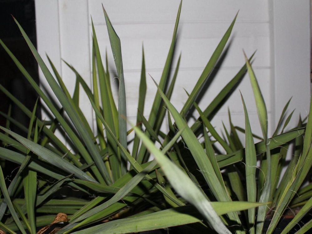 Yucca filamentosa, winterhart Ableger Kaufen auf Ricardo