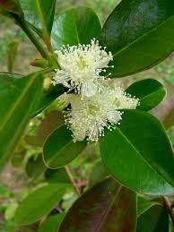 Pflanzen & Samen: Erdbeer Guave - Psidium cattleianum - 20 Samen – Neu und originalverpackt aus Sumiswald von Cham14558 2