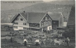 Landwirtschaft/Alpwirtschaft 1920 Kühe Pooalp-Wald ZH