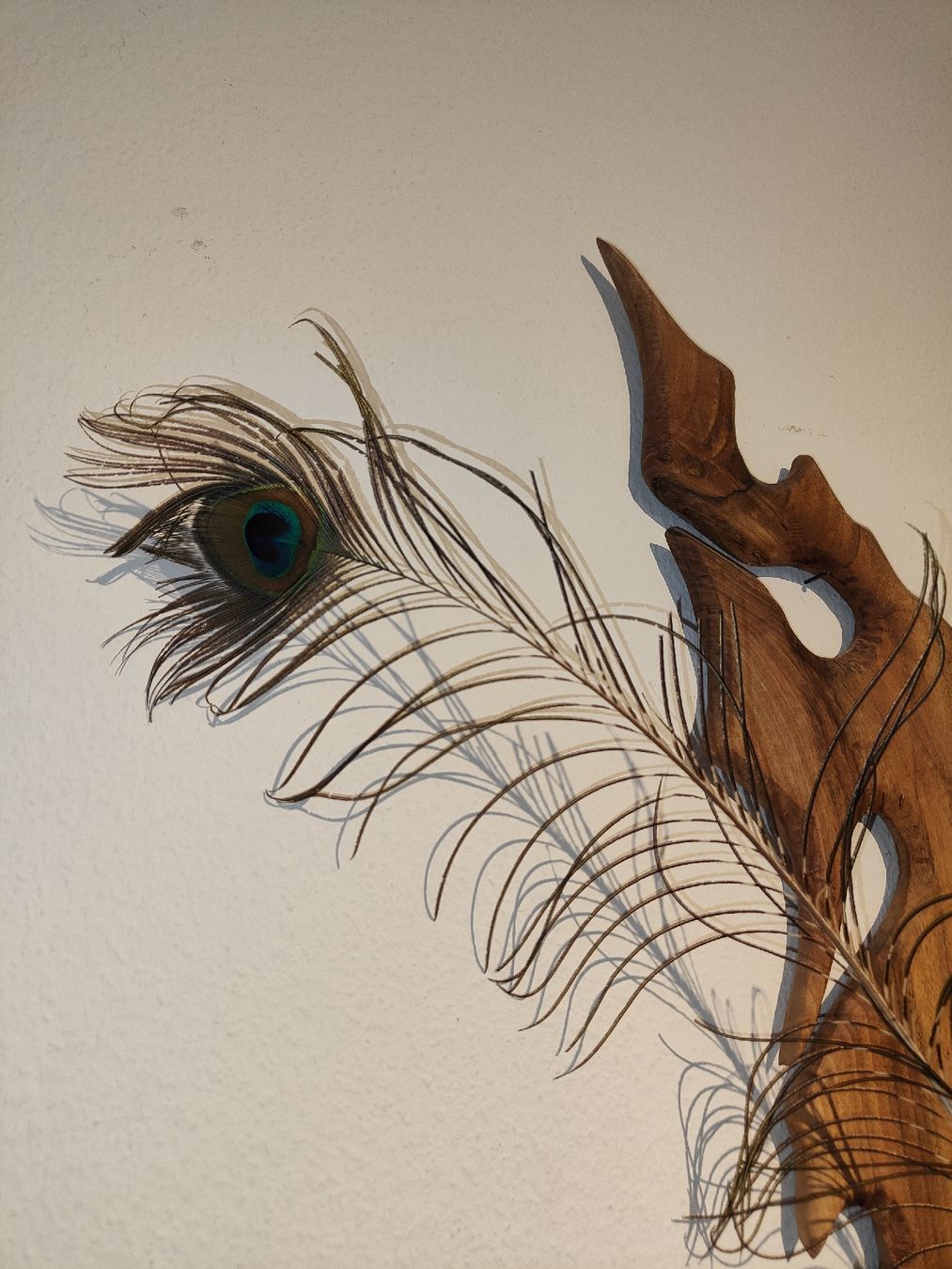 Monde des animaux: Pfauenfeder – D'occasion à Männedorf par Kunstflohmarkt_Inst