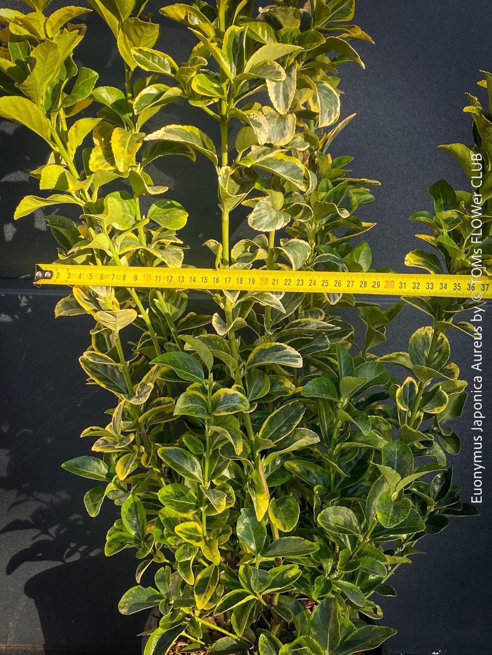 Pflanzen & Samen: Euonymus Japonicus ‘Aureus’ oder 'Bravo' - immergrün – Neu und originalverpackt aus Adliswil von TAKEYOURPLANT 4