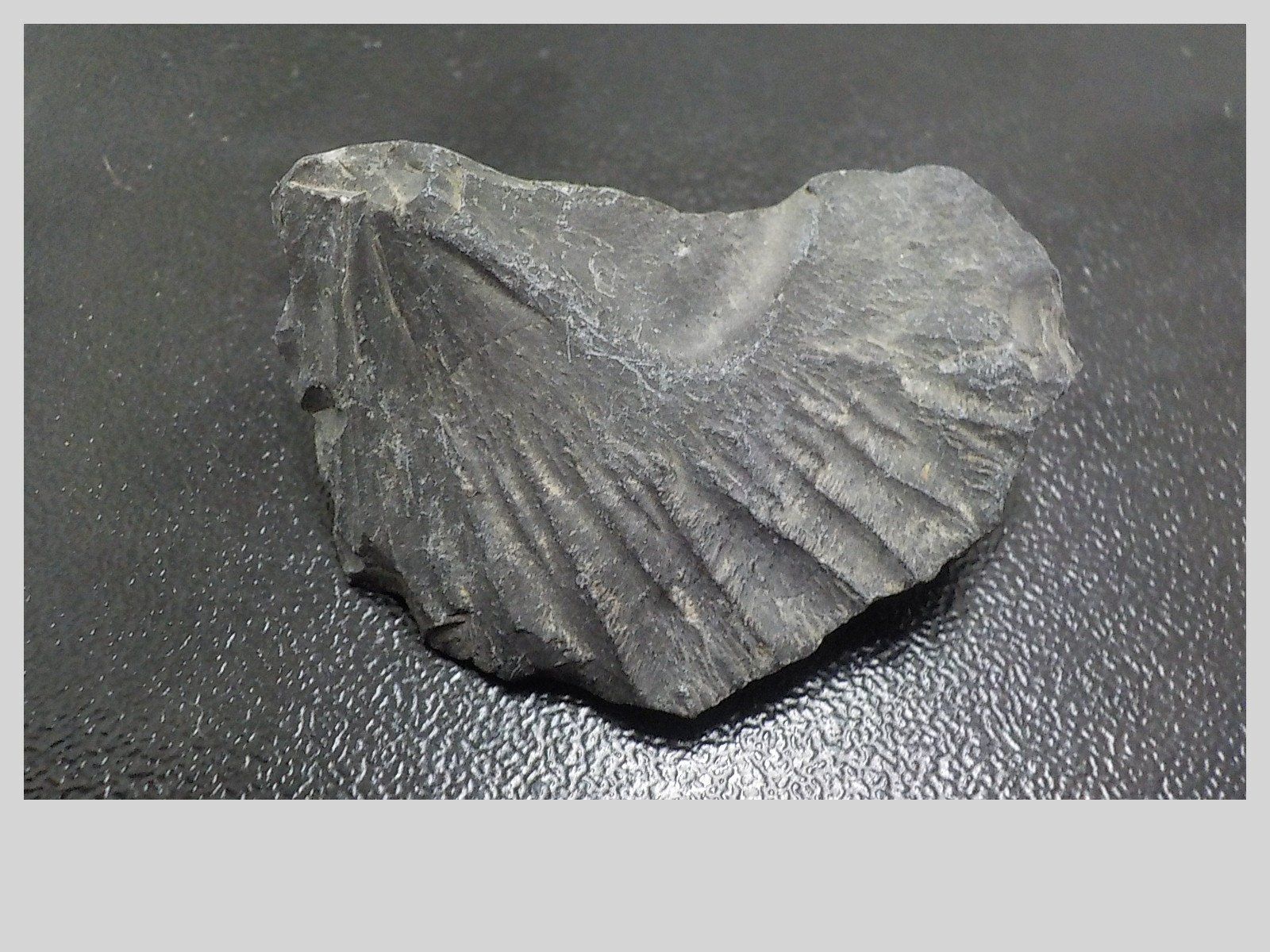 Fossili: fossile Gehäuse eines Armfüßers – Nuovo (secondo la descrizione) da Muri b. Bern venduto da Gemmes