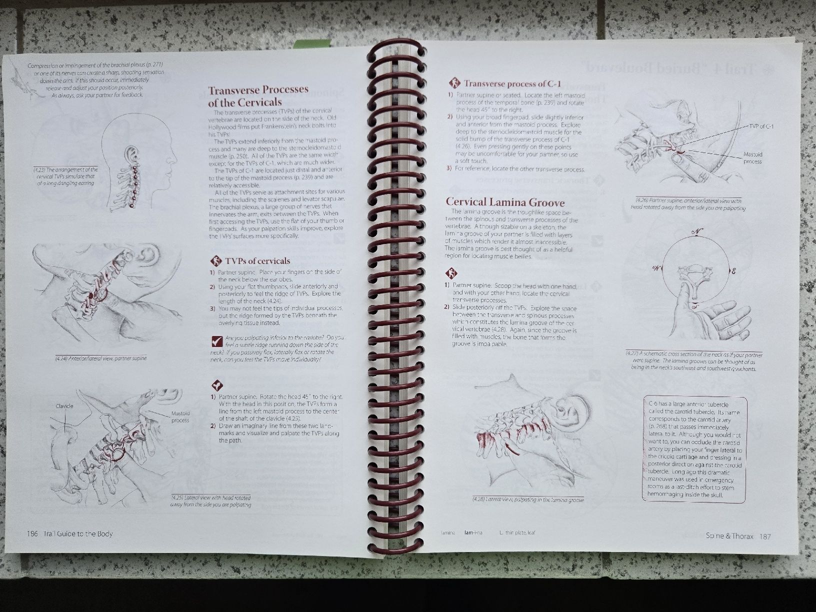 Libri: anatomy trail guide to the body – Usato da Montet (Broye) venduto da CandiceD 1