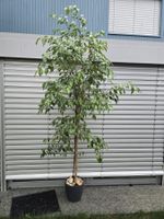 Ficus Benjamini Zimmerpflanze im Topf guter Zustand