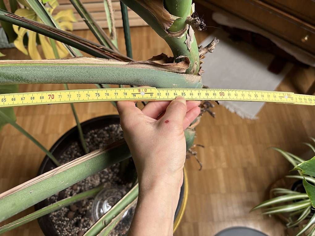 Pflanzen & Samen: Riiesige Monstera  – Gebraucht aus Kriens von nor_5ph9 2