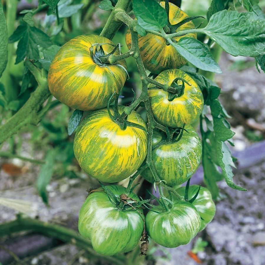Piante & sementi: 50 Samen TOMATE GREEN ZEBRA  Alte Sorte – Nuovo (secondo la descrizione) da Ehrendingen venduto da VerveinaSamen 3