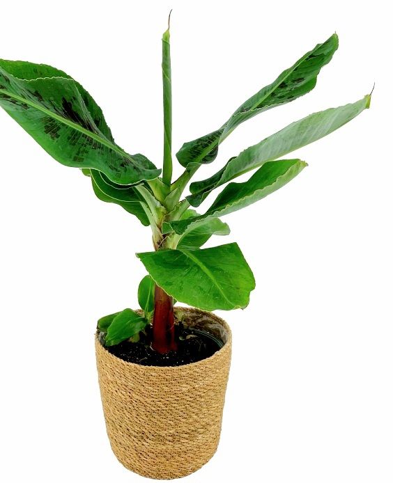 XL Bananenpflanze