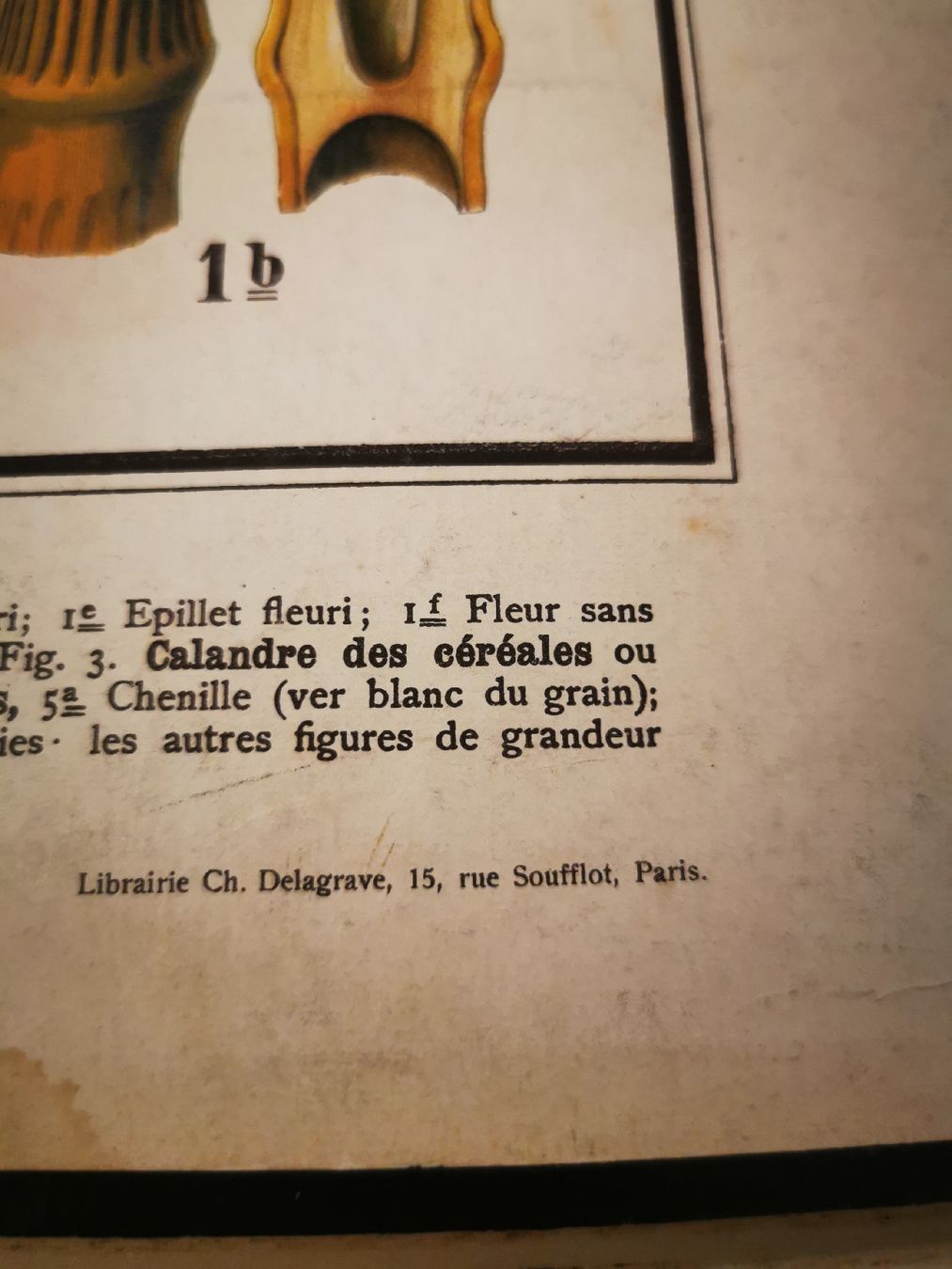 Grafica & Litografie: Planches scolaire Delagrave, Paris – Usato da Martigny venduto da pivert03 4