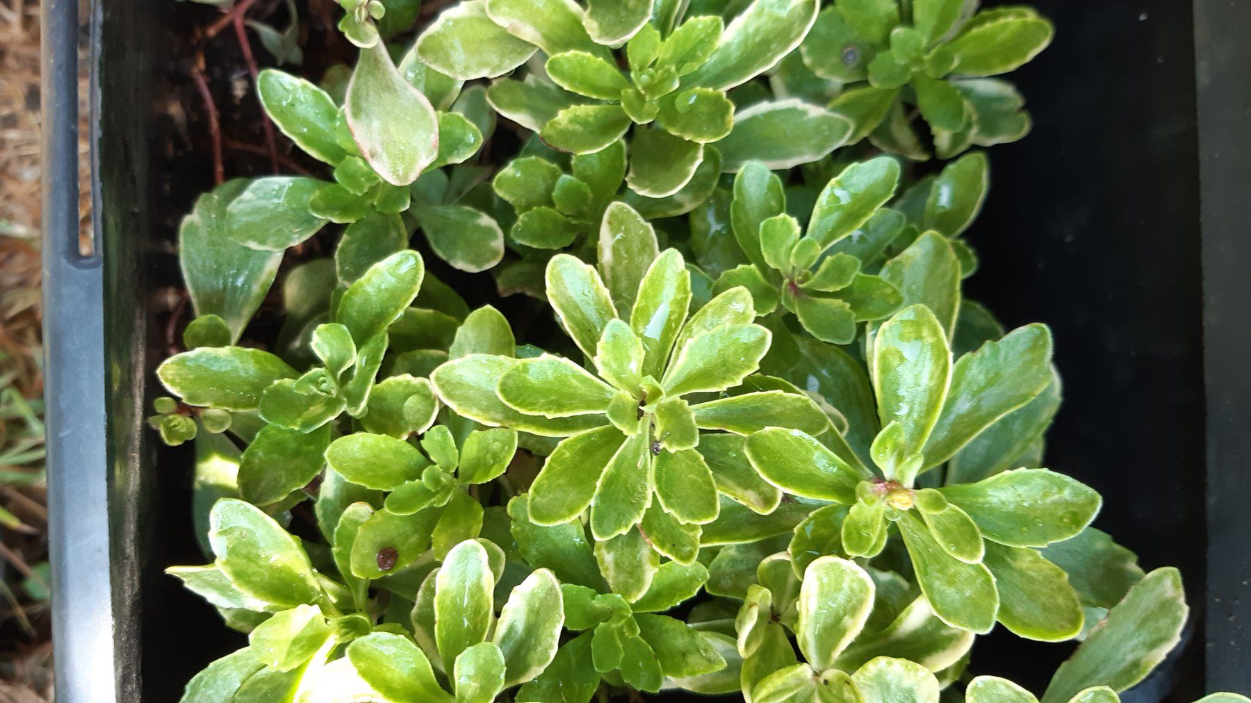 Pflanzen & Samen: Kambotscha trikolore gelb sedum – Gebraucht aus Ibach von chaemilochhobbygarte 4