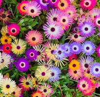 Ab 5.- 20 Samen Garten Blume LIVINGSTONE DAISY 20 Graines‪