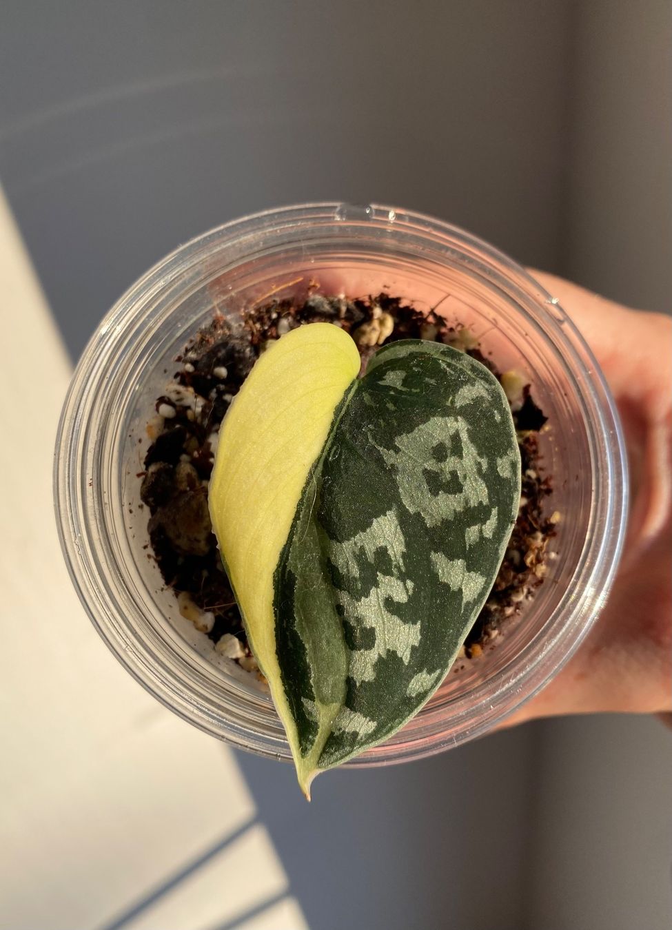 Piante & sementi: Scindapsus Mayari Variegata – Usato da Mönchaltorf venduto da greenbeans