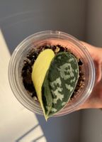 Scindapsus Mayari Variegata