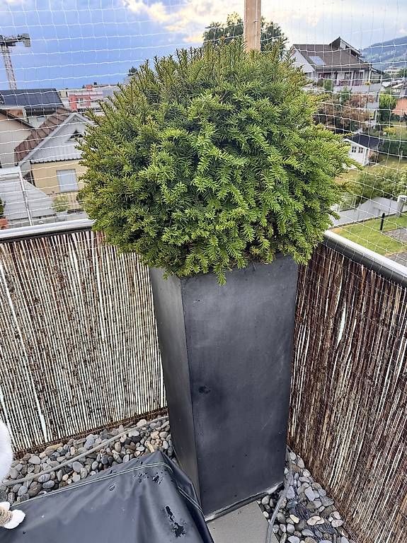 Blumentöpfe: 2 Pflanzenkübel / Blumentöpfe – Gebraucht aus Goldach von Leinad_Shop 2