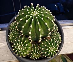 Schöner Kaktus im 30cm Topf