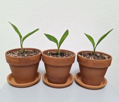 🌿 Liebevoll aufgezogene Paradiesvogelblumen  🌿