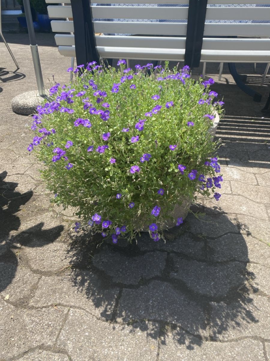 Piante & sementi: Garten – Usato da Krummenau venduto da Schmudel 2