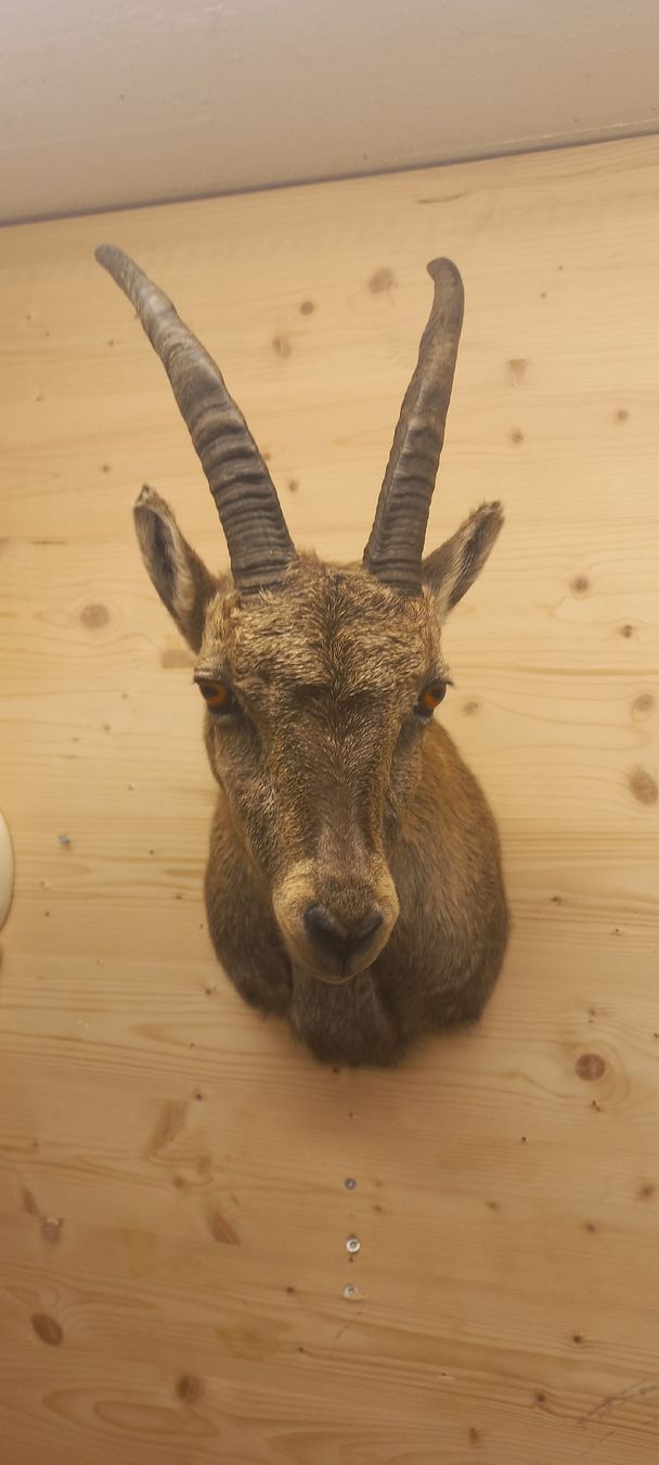 Welt der Tiere: Steinbock Steingeiss – Neu (gemäss Beschreibung) aus Mollis von Resel1985 3