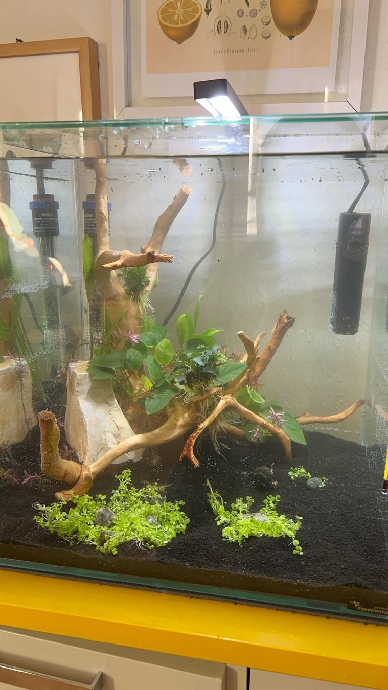 Acquari: Aquarium Kubus 55l – Usato da Petit-Lancy venduto da pao_n8ls