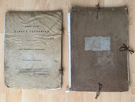 Zwei Lithographien "Tabula Anatimicae" v. Frederici Arnoldi