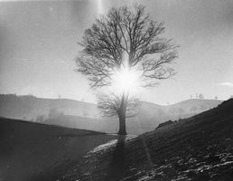 Candid Lang (1930-2006) - Baum im Sonnenstrahl - VINTAGE
