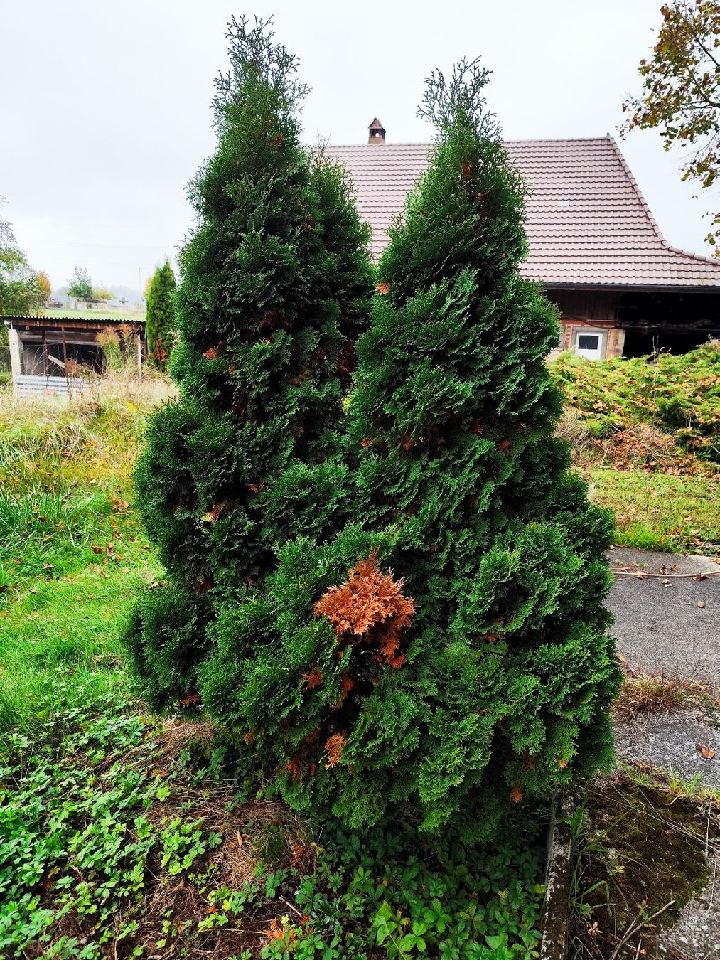 Piante & sementi: Thuja 2 Stück – Usato da Kerzers venduto da sb_12