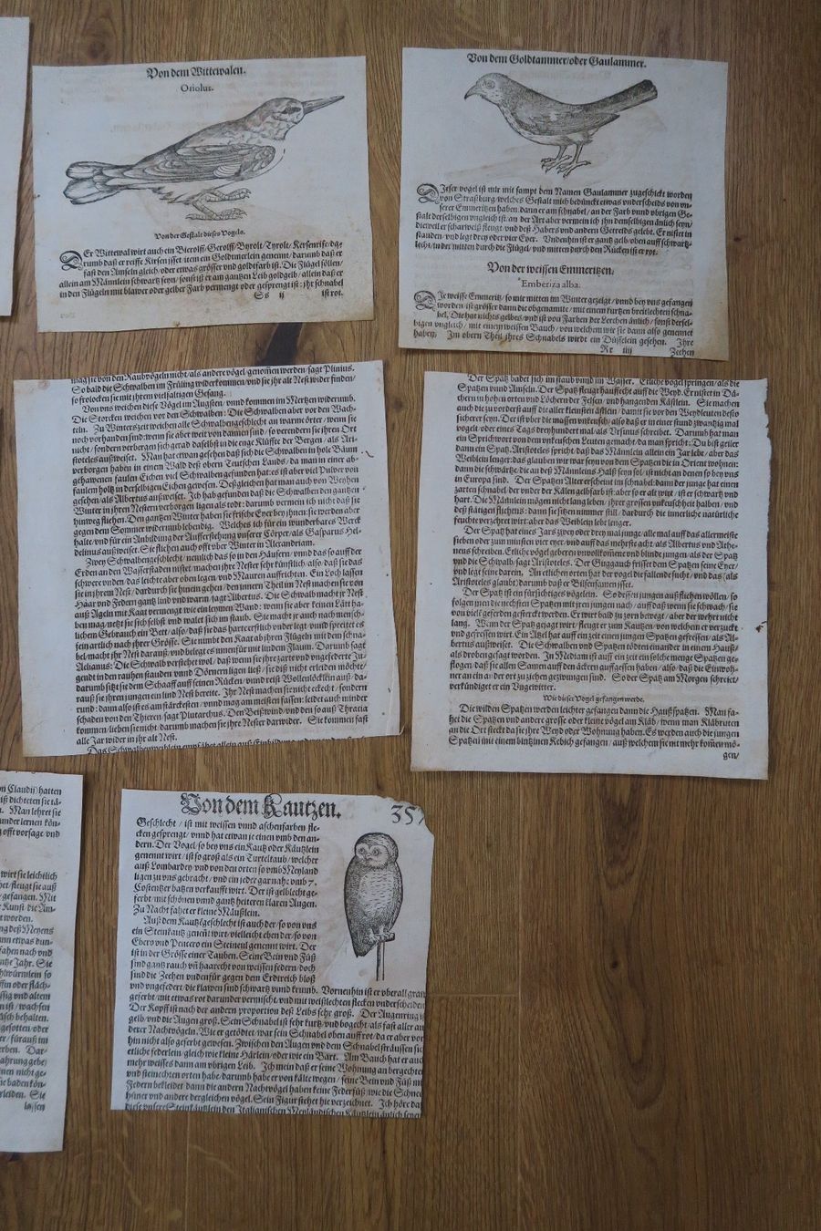Xilografie: Conrad Gessner 1563 originale Buchseiten – Difettoso da Wädenswil venduto da Turusukko 4