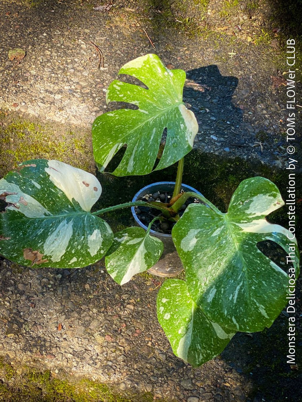 Piante & sementi: Monstera Deliciosa Thai Constellation - grossblättrig – Nuovo e nell'imballaggio originale da Adliswil venduto da astom369 4