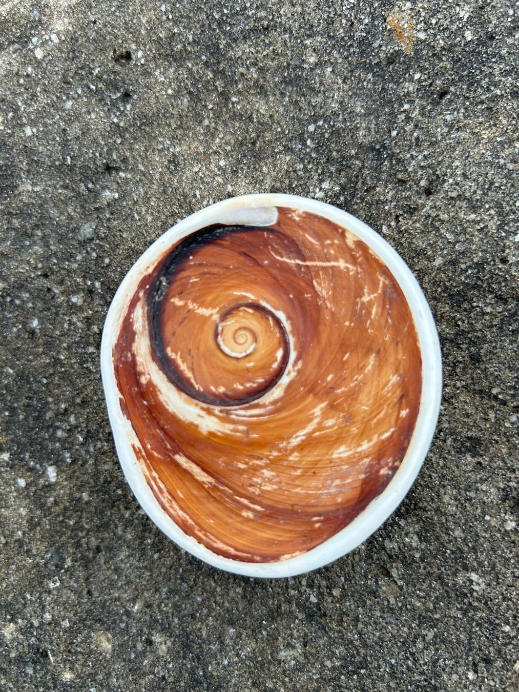 Tutte le decorazioni: Operculum Shivas Auge – Nuovo (secondo la descrizione) da Giswil venduto da Pearllure