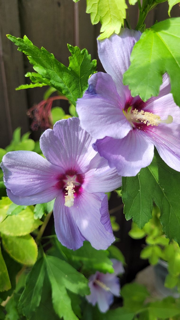 Piante & sementi: Hibiskus violet winterhart, ca. 120 cm – Usato da Glattfelden venduto da peppa11 1